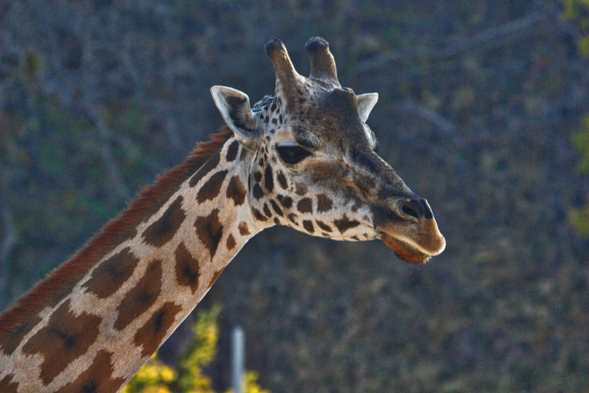 Hogle Zoo mourns untimely deaths of pregnant giraffe and her calf