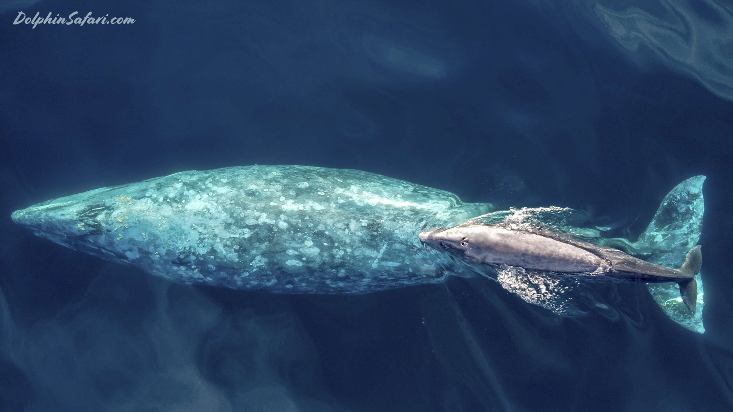 Baby gray whale swims with mother off Southern California 