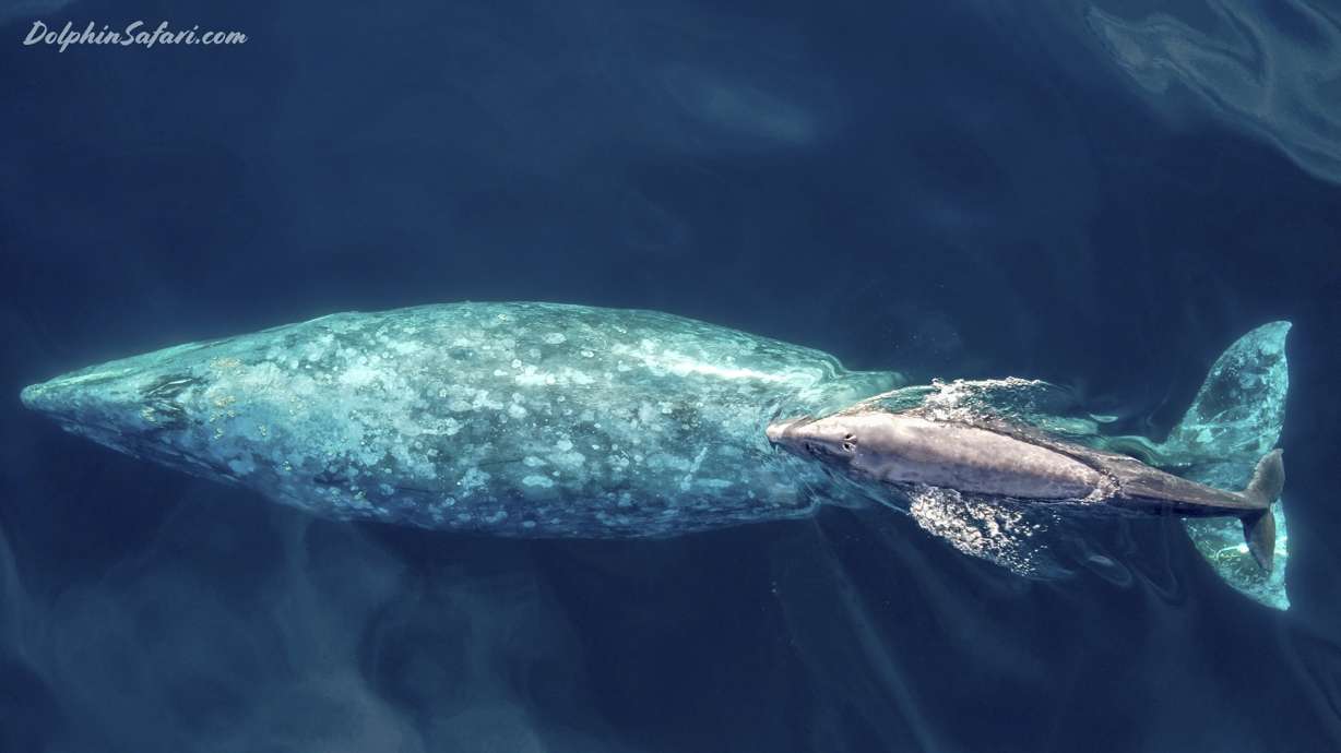 Baby gray whale swims with mother off Southern California