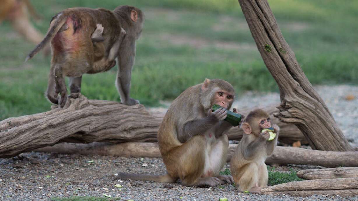 As wildfires get worse in U.S. and world, smoke spreads, stokes health worries