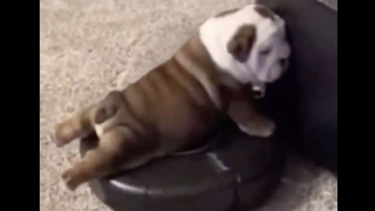 Have You Seen This? Puppy rides a Roomba