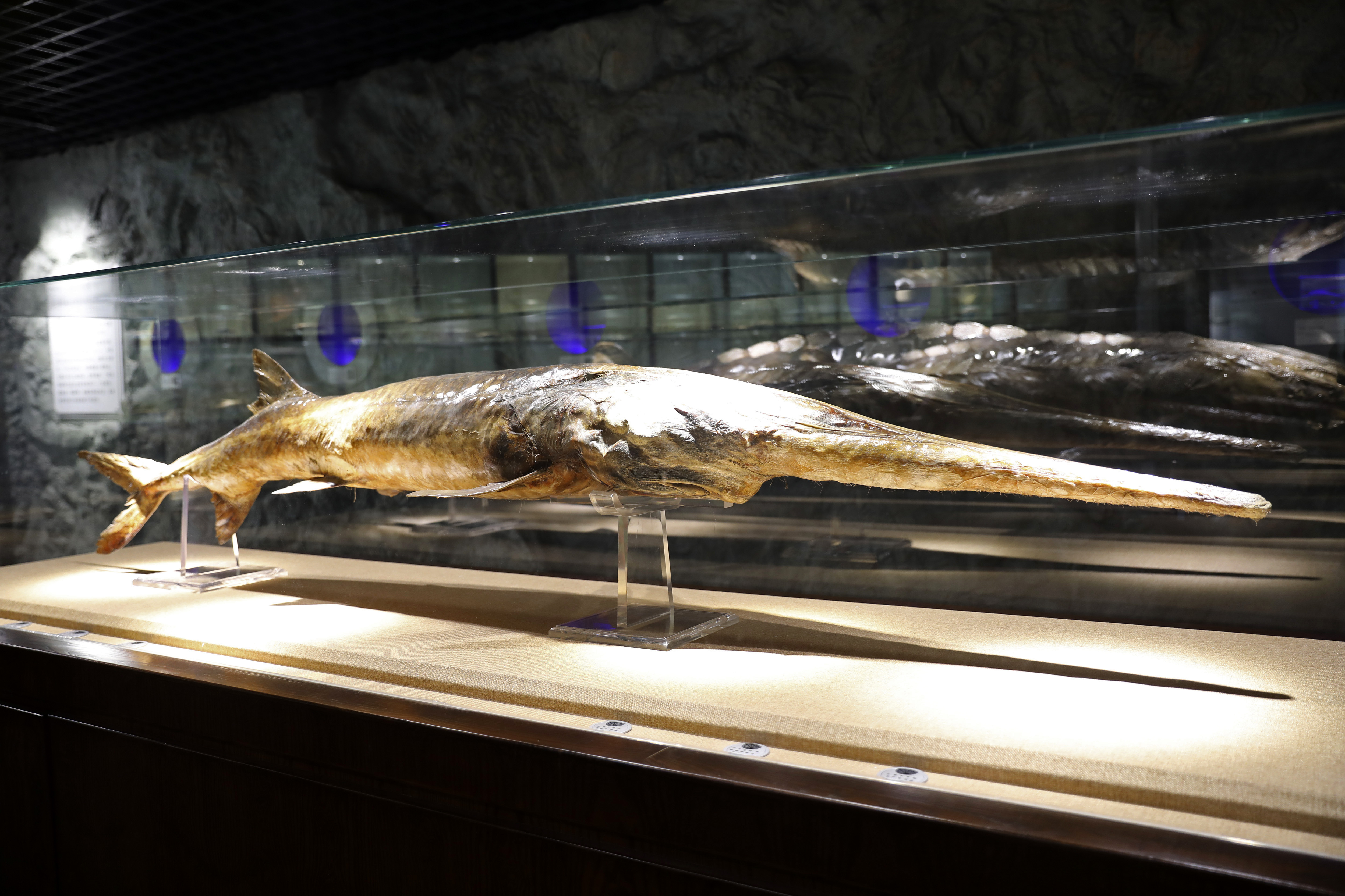 China mourns native paddlefish scientists say is now extinct