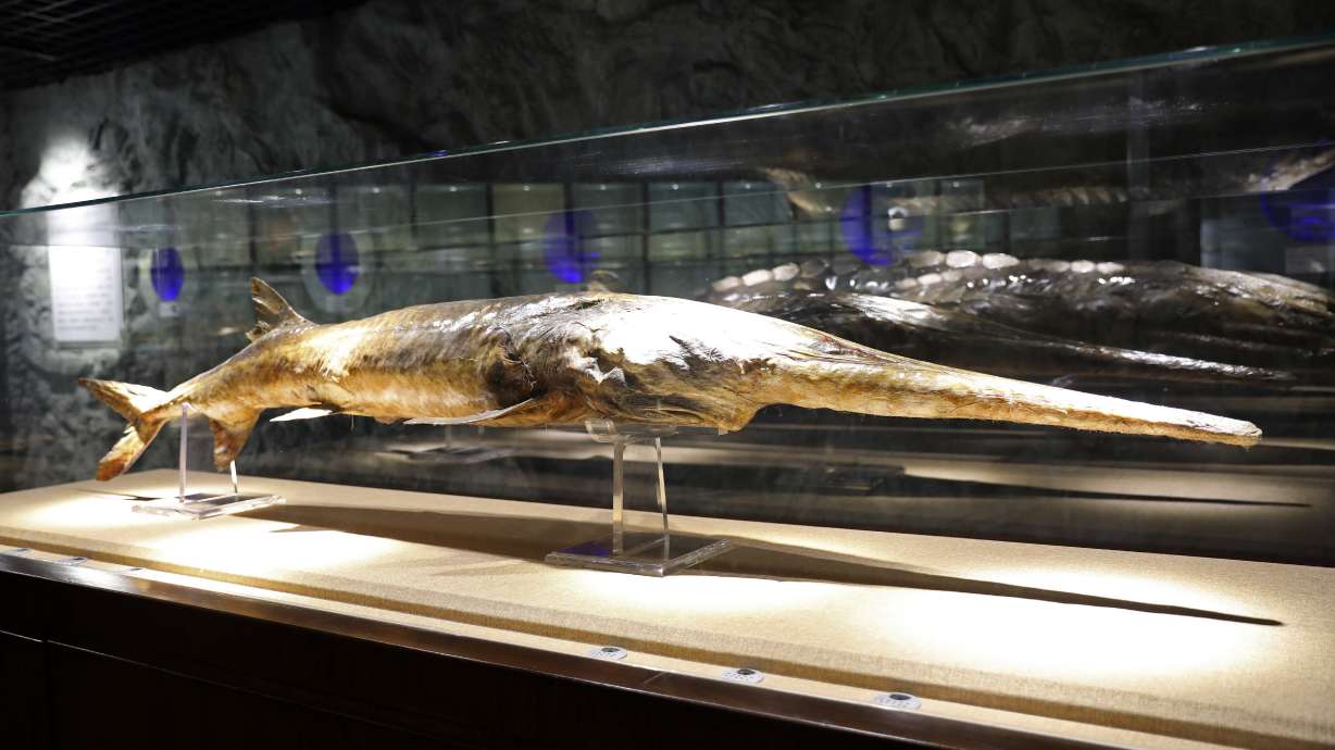 China mourns native paddlefish scientists say is now extinct