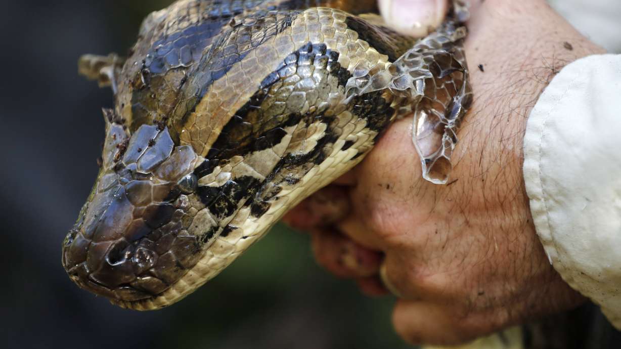 Miami Super Bowl organizers bring death to Burmese pythons