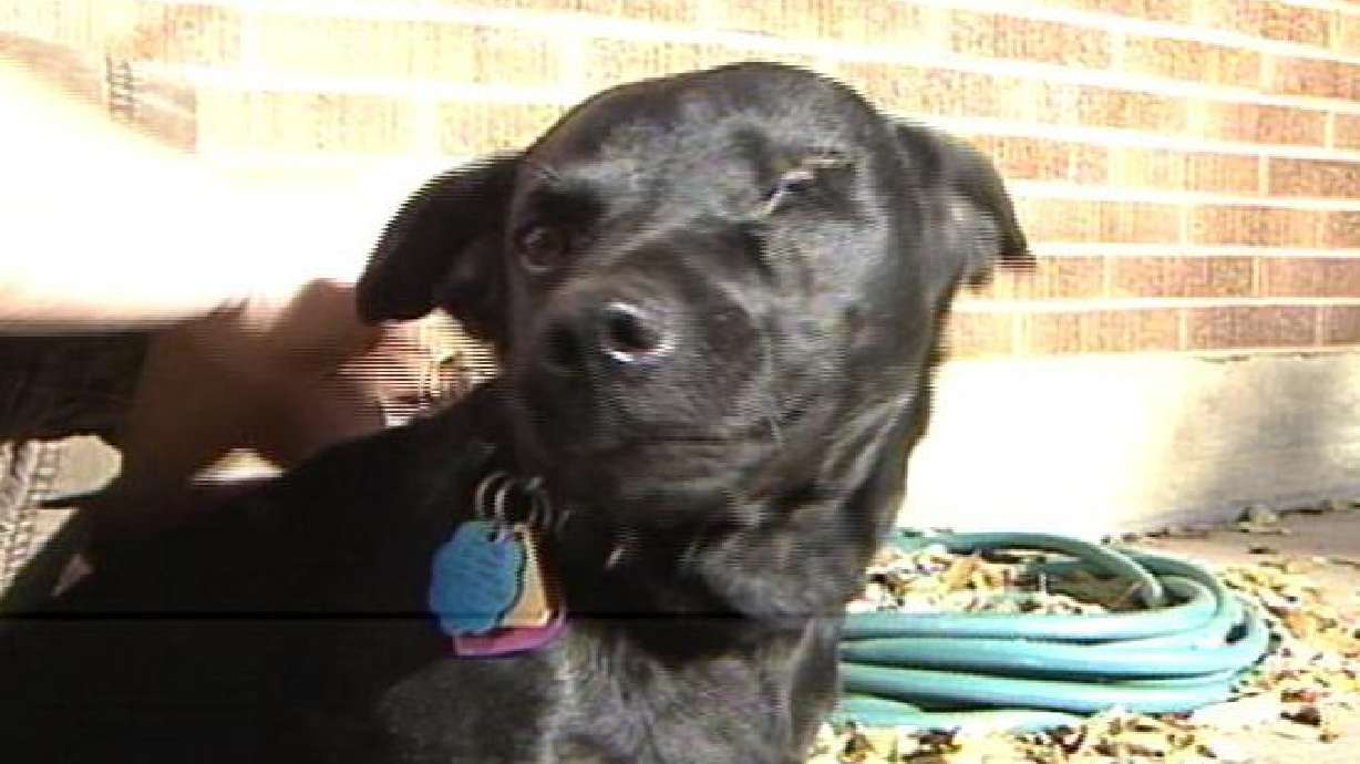 Activists Say Utah Animal Cruelty Laws Need to Change