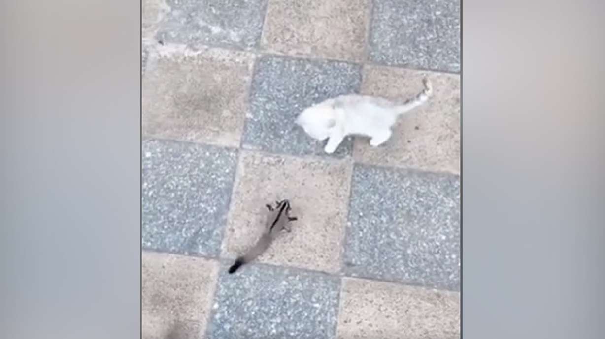 Have You Seen This? How to tame a cat with one easy trick