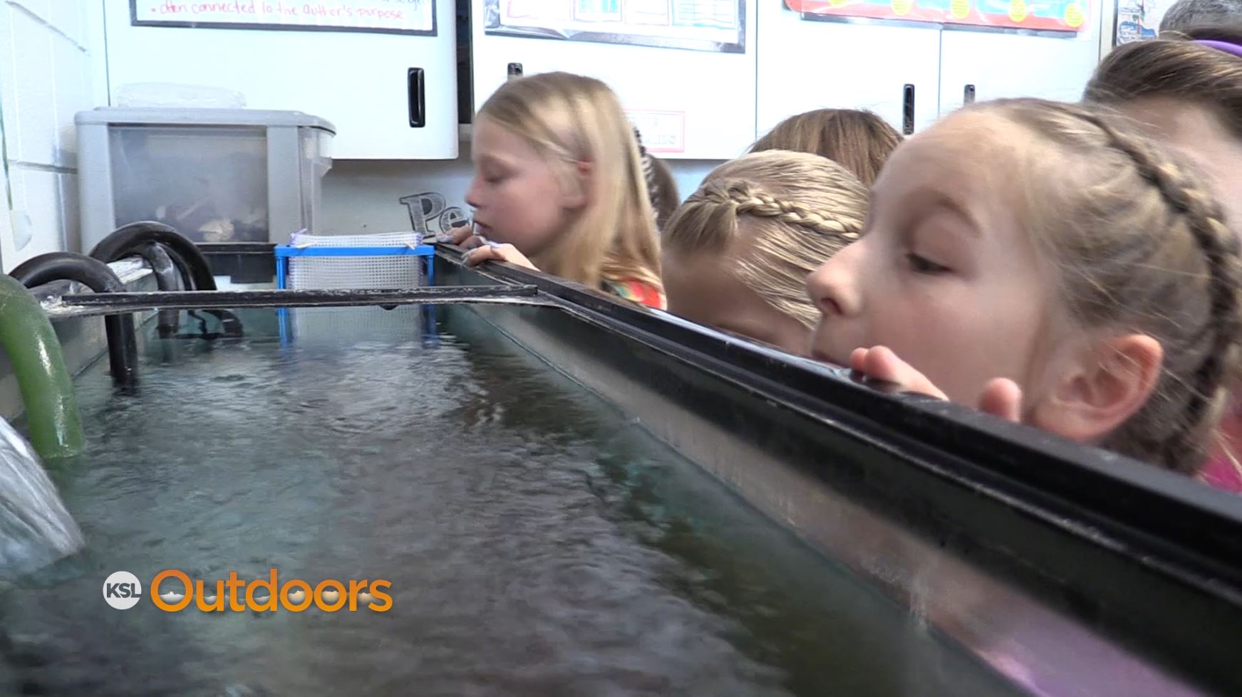 Trout in the Classroom Delivers Fish Eggs to Local Schools
