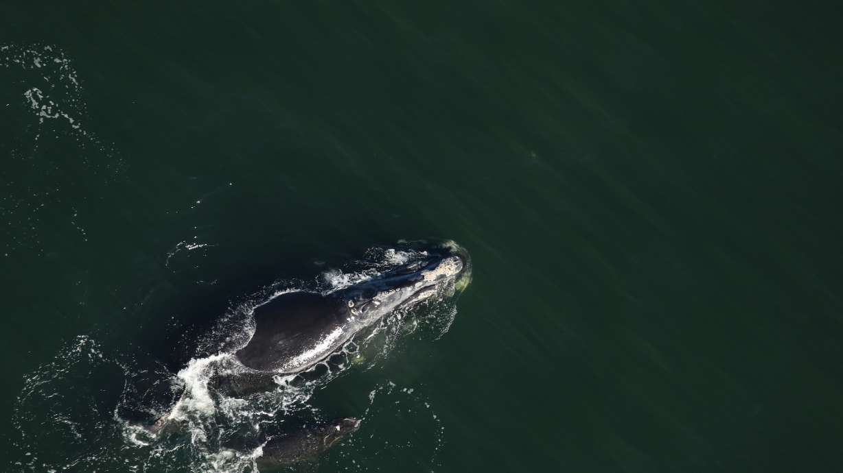 Injured baby right whale given grim prognosis after 2nd look