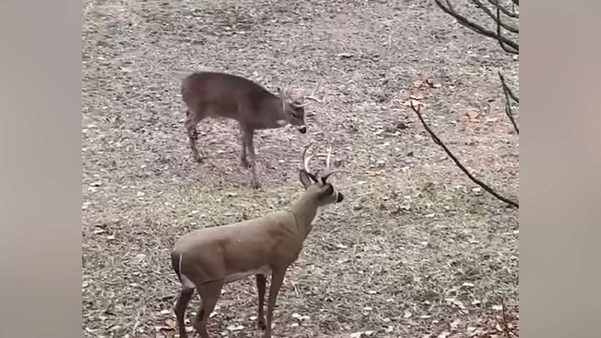 Have You Seen This? Oh deer! Decoy gives buck fright of his life