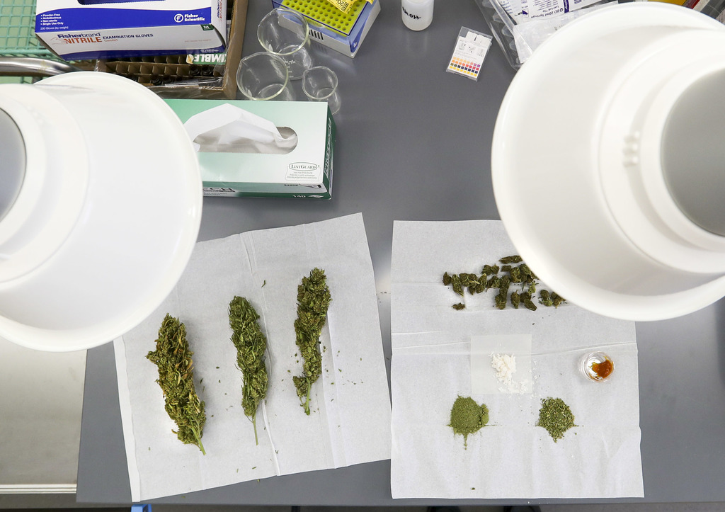 Samples of industrial hemp are pictured at the Utah Department of Agriculture and Food lab in Taylorsville on Monday, Jan. 13, 2020. Industrial hemp and medical cannabis growers joined members of the media for a tour of the facilities where hemp and cannabis are tested. (Photo: Steve Griffin, KSL)