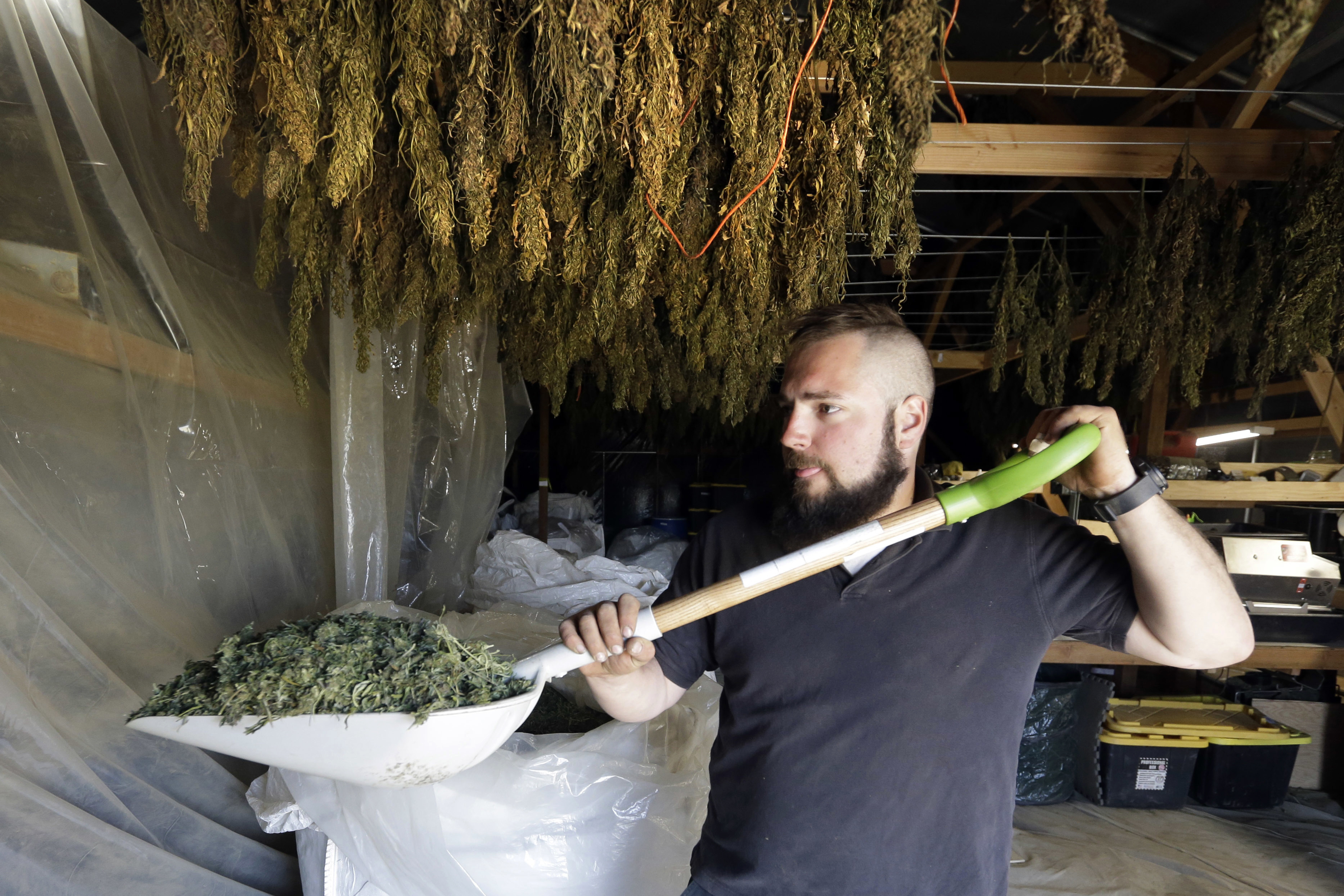 High anxiety: Proposed US hemp rules worry industry 