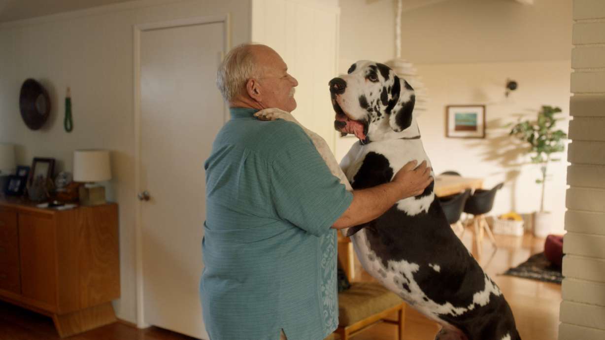 Spotify now has playlists for your dog, your cat and even your hamster