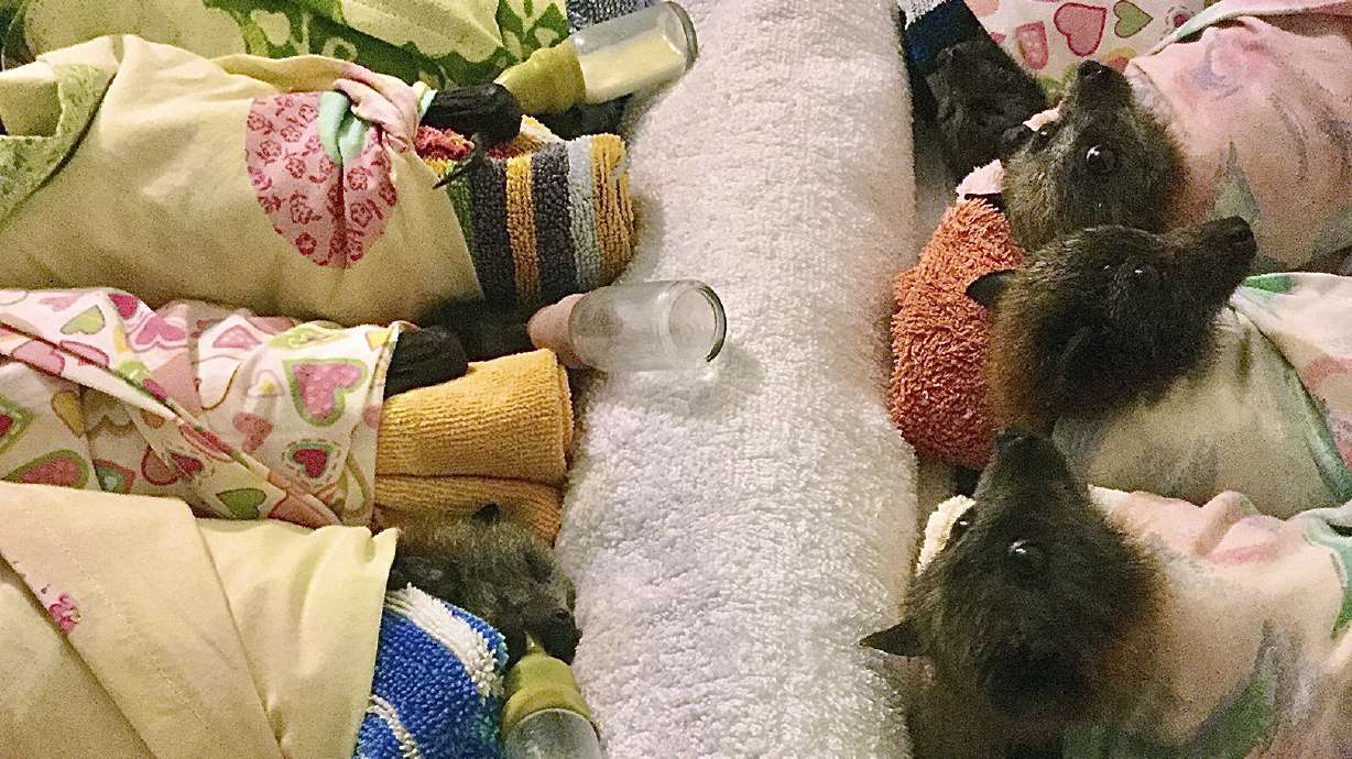 Crafting for critters: Australian fires prompt global effort