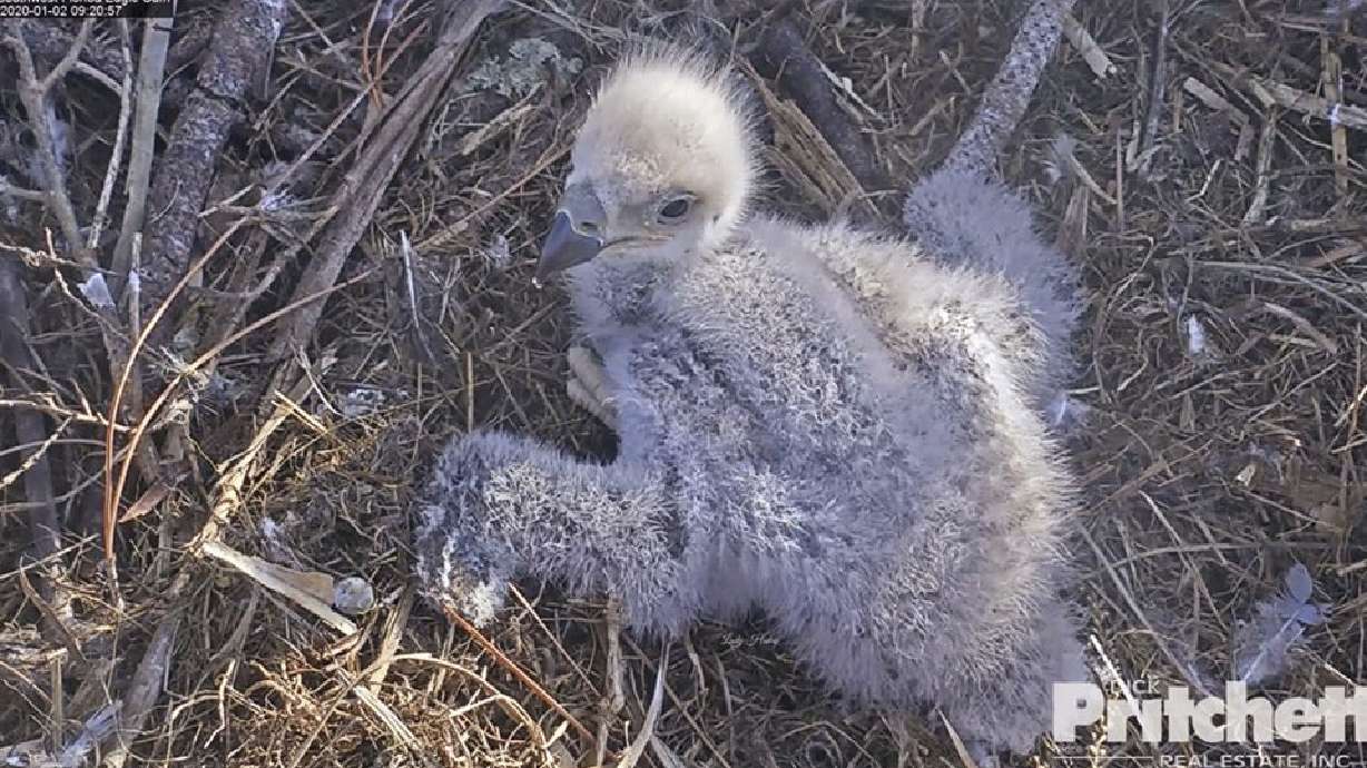 Offspring of popular eagle cam birds dies in Florida ranch