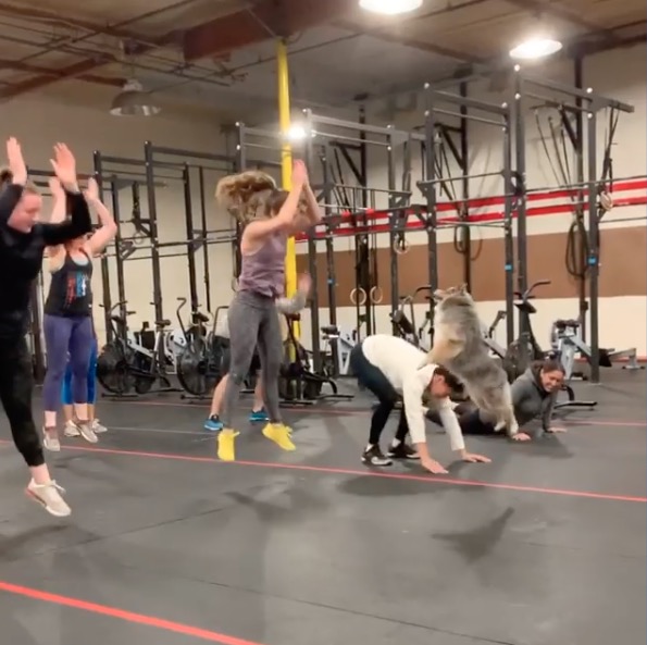 Have You Seen This? Dog teaches exercise class