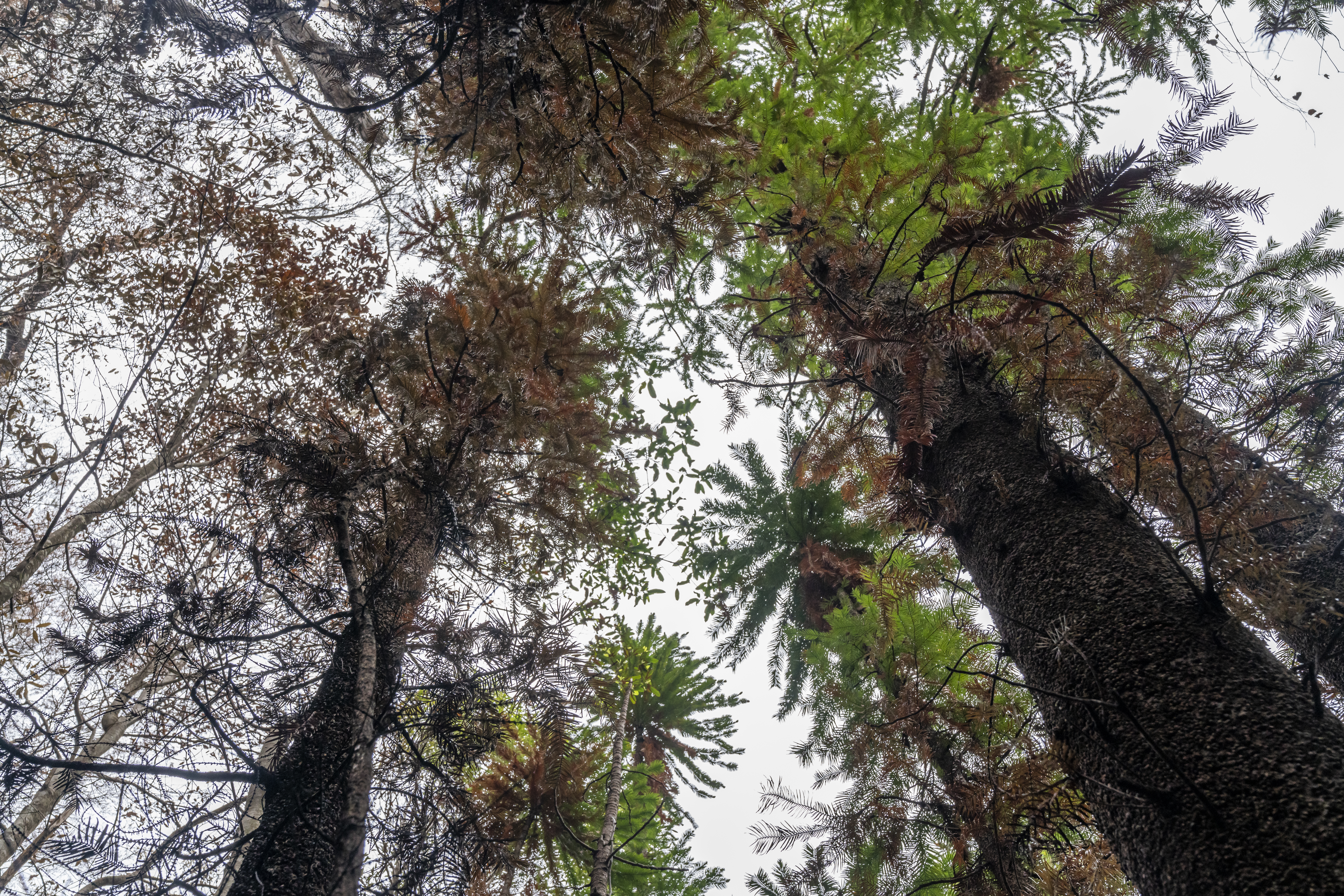 Correction: Australia-Dinosaur Trees story