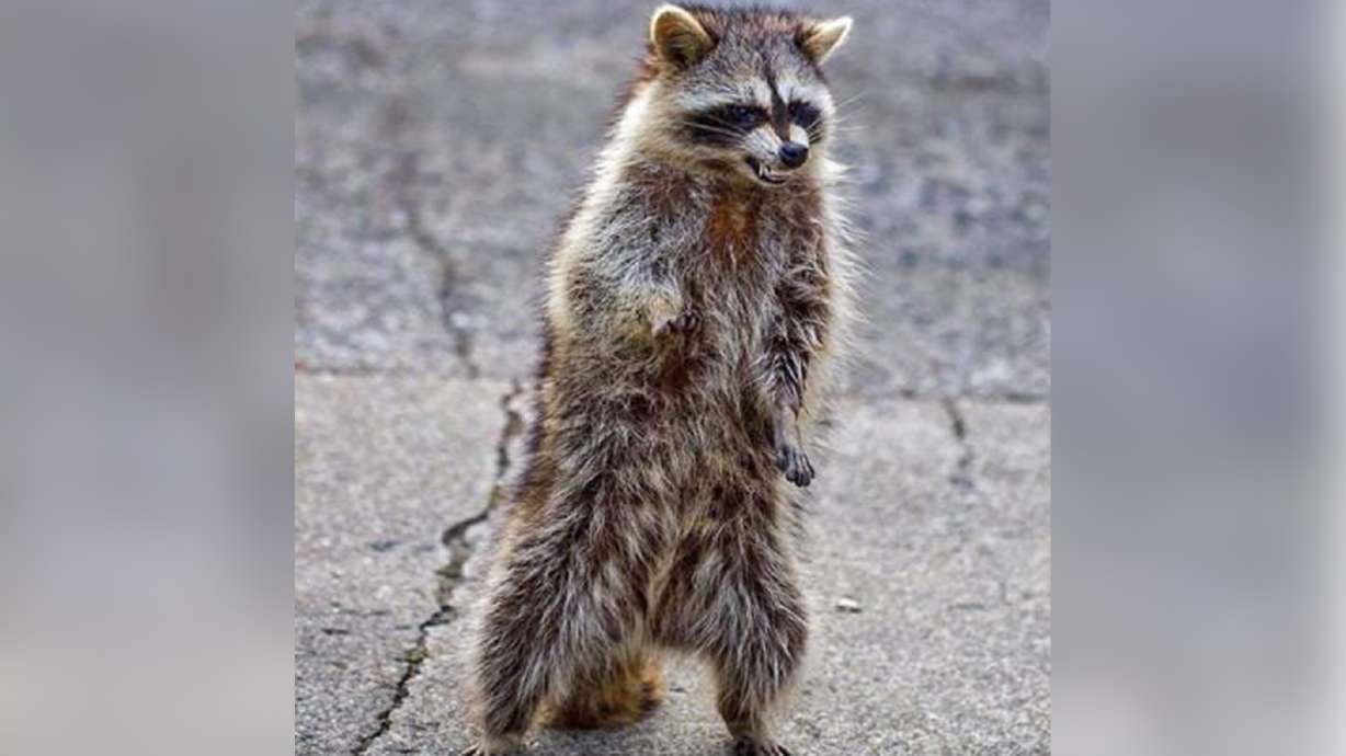 Zombie raccoons in Provo? A warning from Provo police