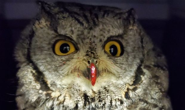 Painted owl angers Utah wildlife officials