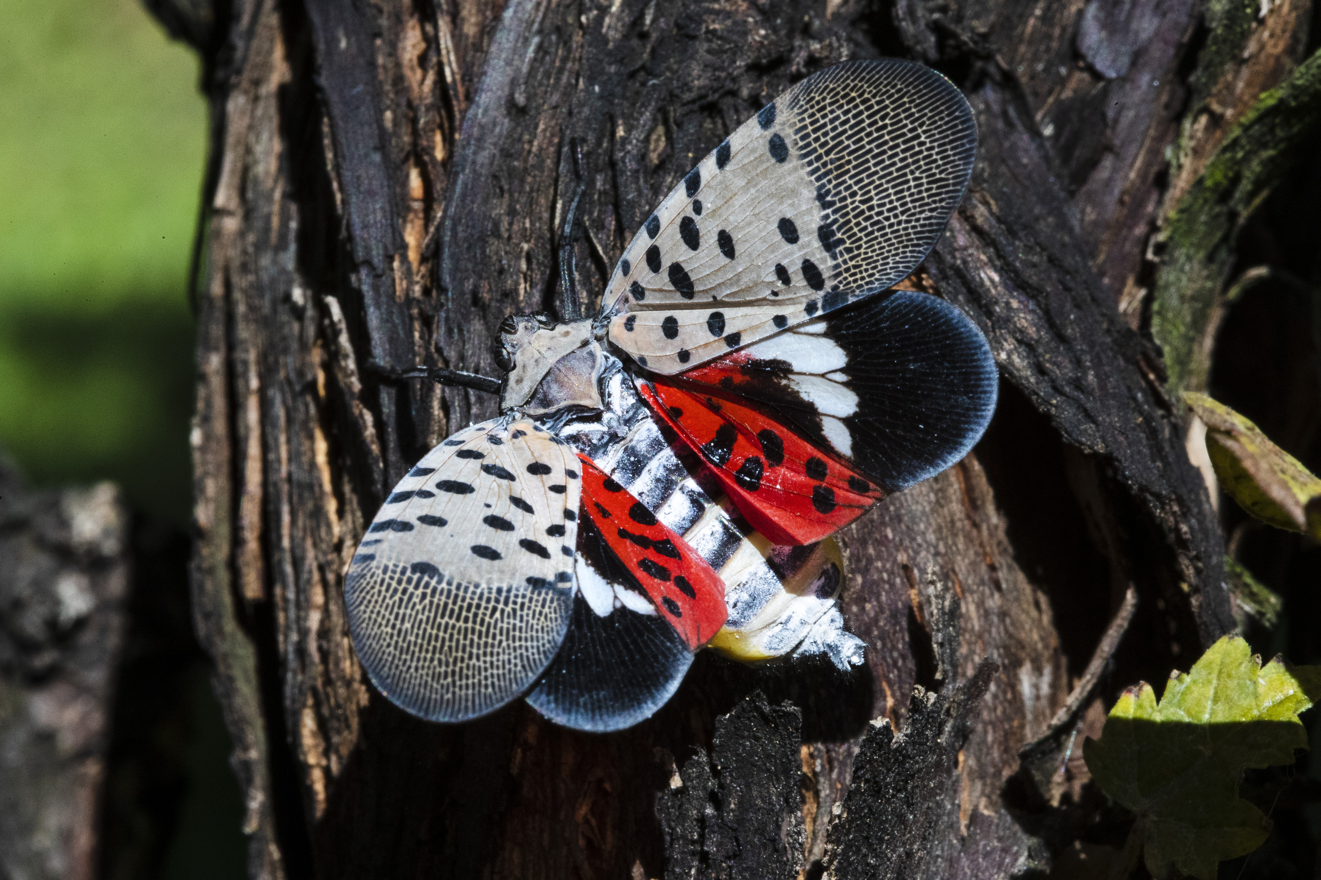 Study: Spotted lanternfly costing Pennsylvania $50M annually