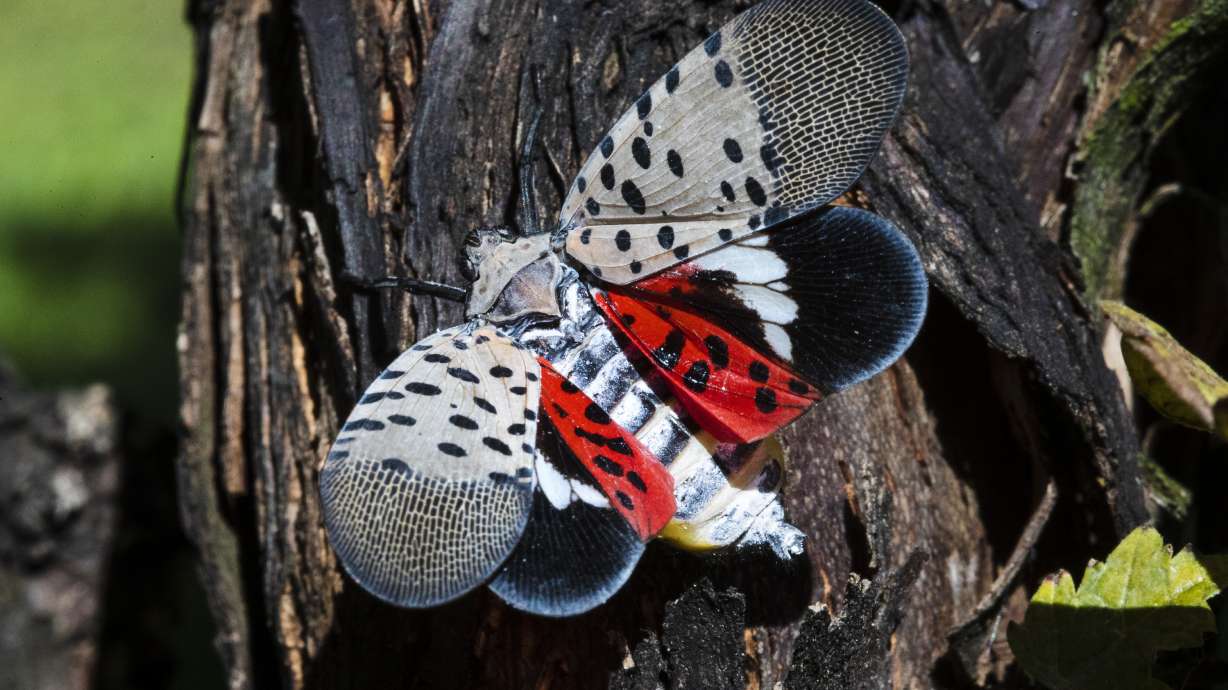Study: Spotted lanternfly costing Pennsylvania $50M annually