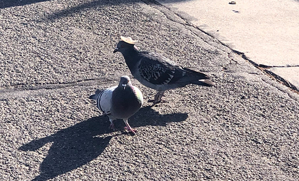 Pigeon wearing tiny sombrero discovered in Reno