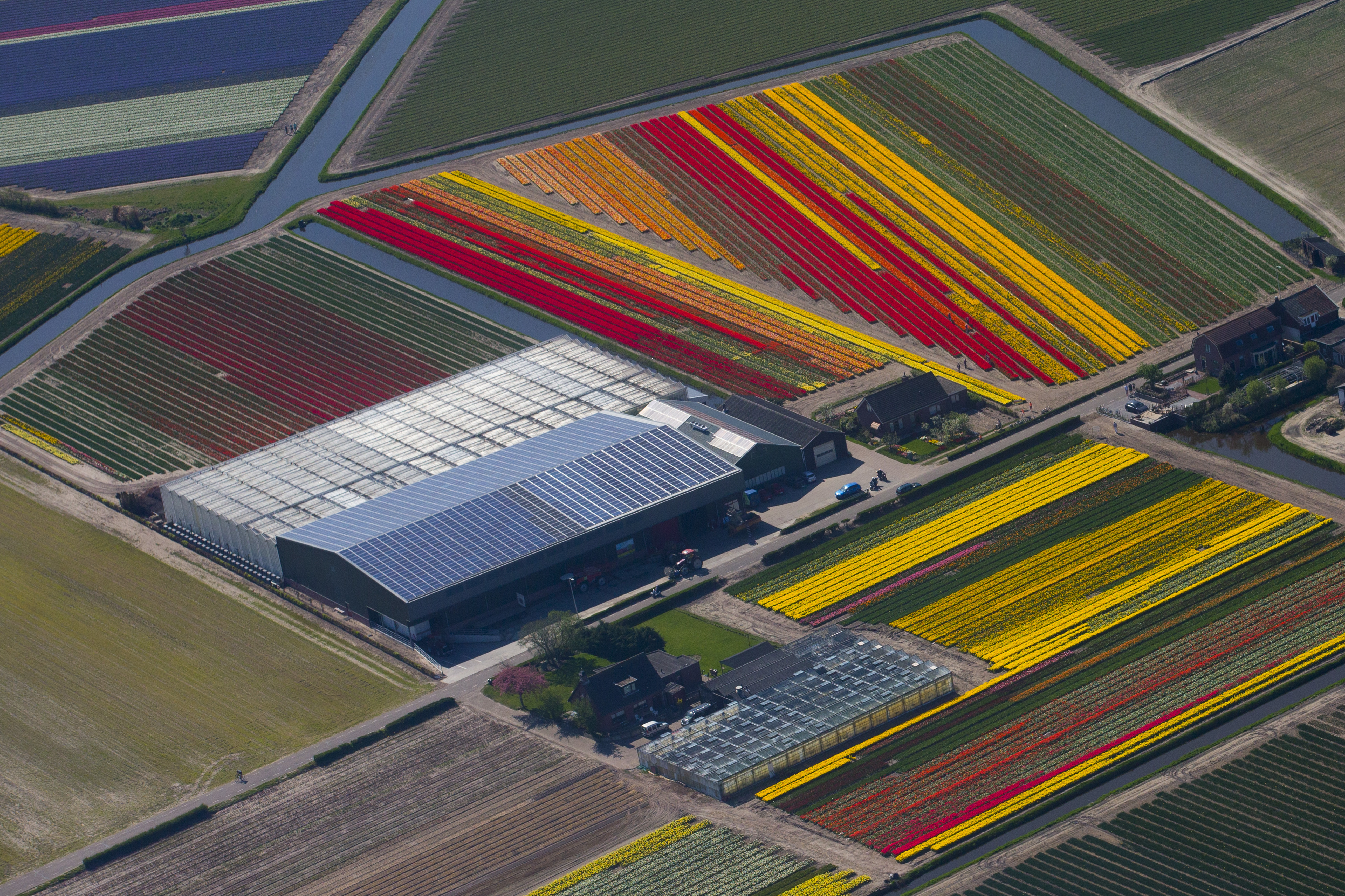 Sales of flowers, pork push Dutch farm exports to new record
