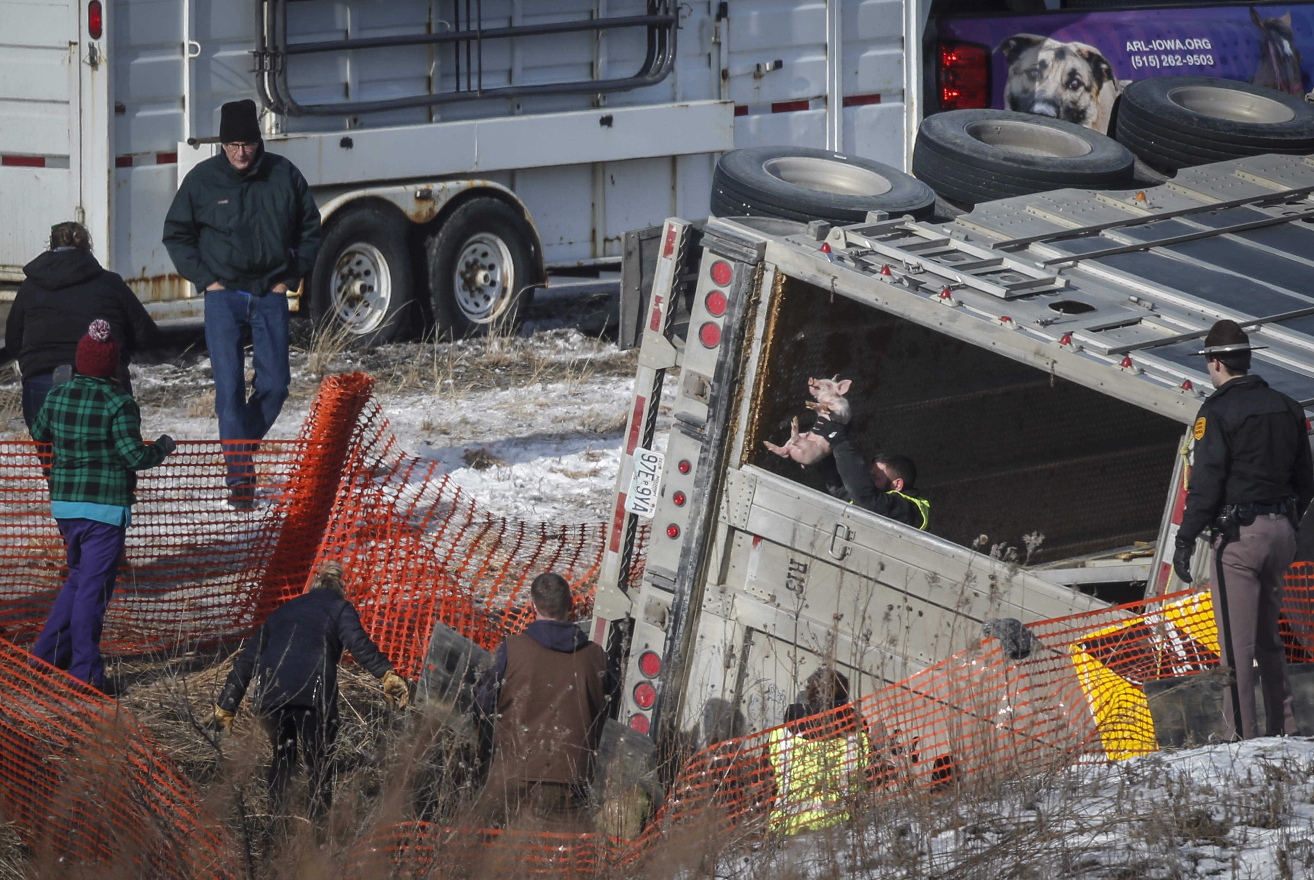 Crews round up over 1,700 piglets after semi overturns