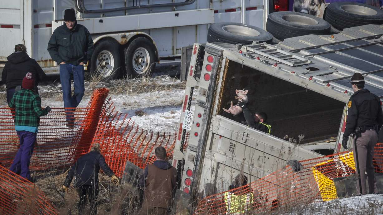 Crews round up over 1,700 piglets after semi overturns