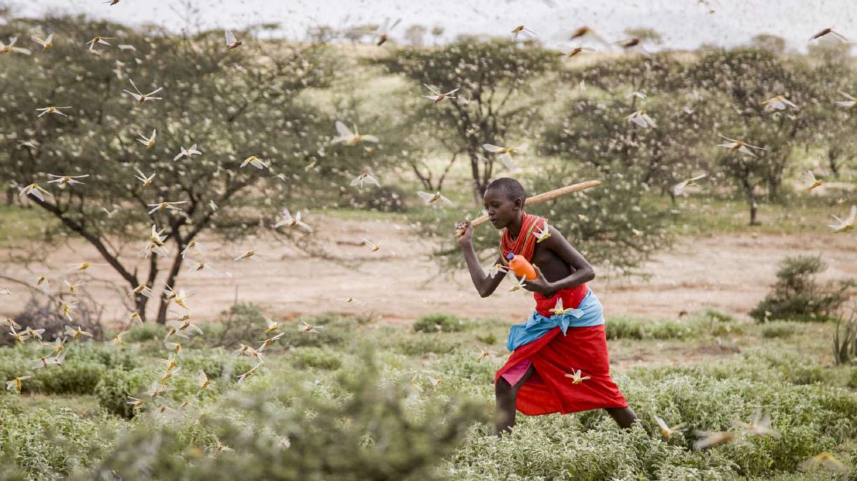 Locust outbreak, most serious in 25 years, hits East Africa