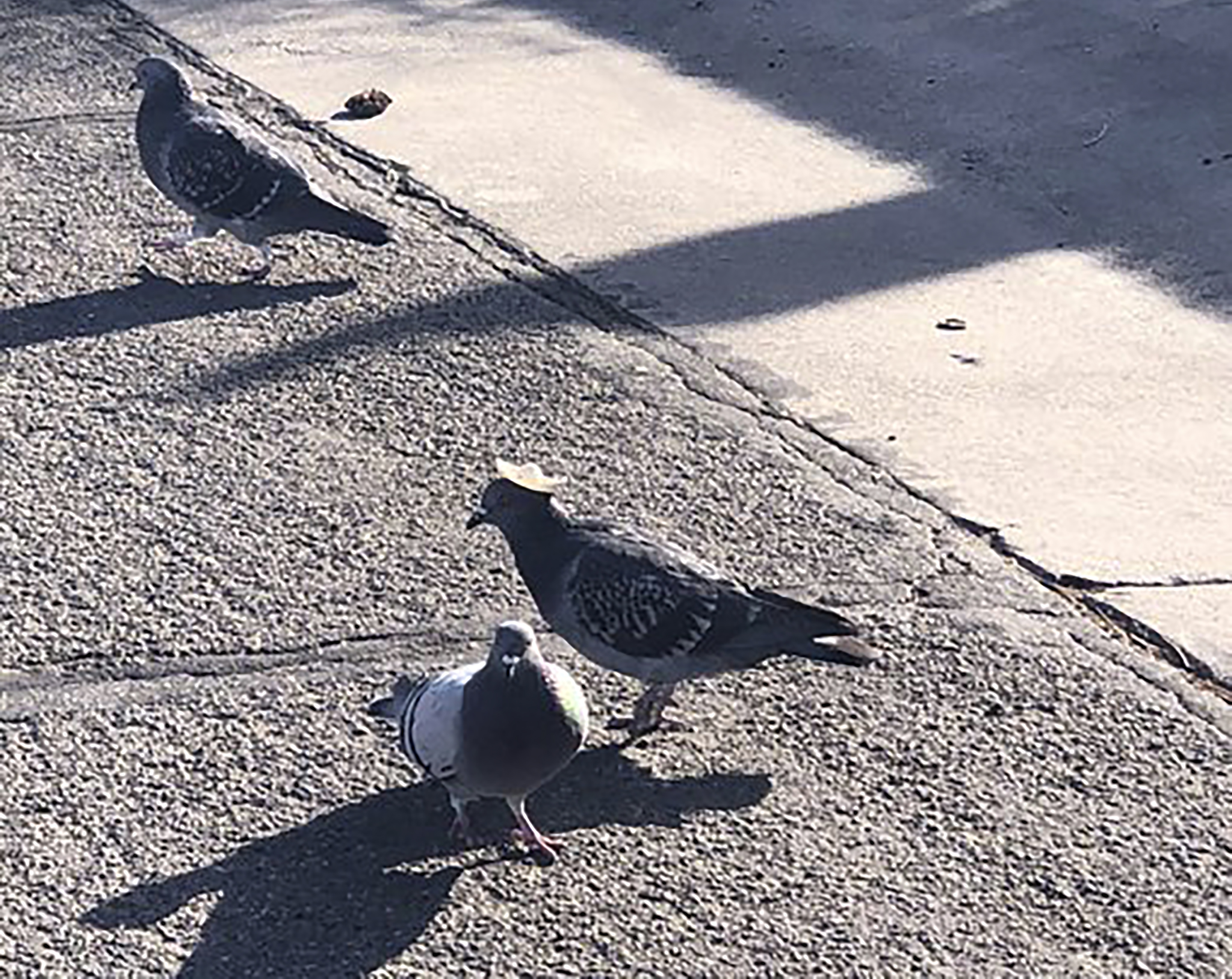 Pigeon wearing tiny sombrero discovered in Reno
