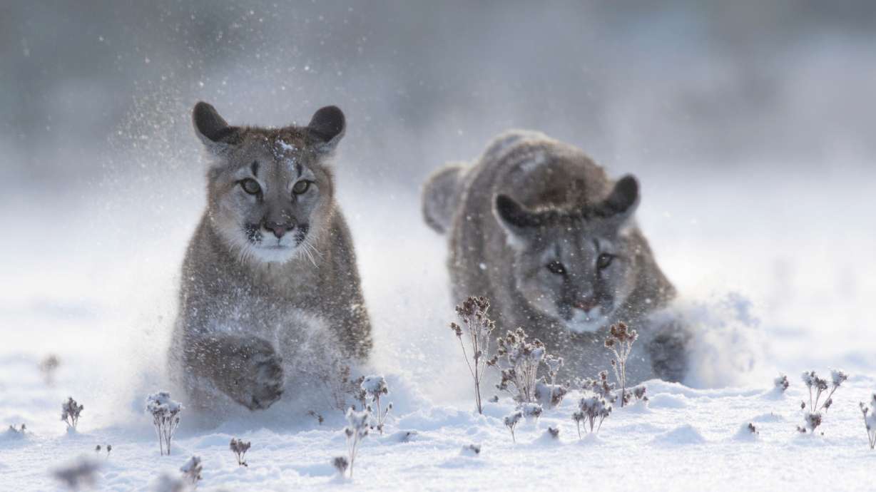 Heart of Minky QUIZ: Test your knowledge and enter to win a blanket!