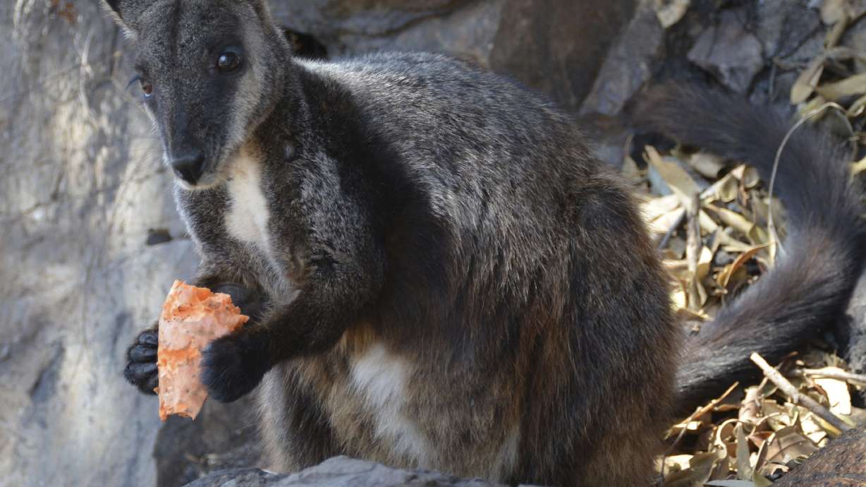 Scientists seek rare species survivors amid Australia flames