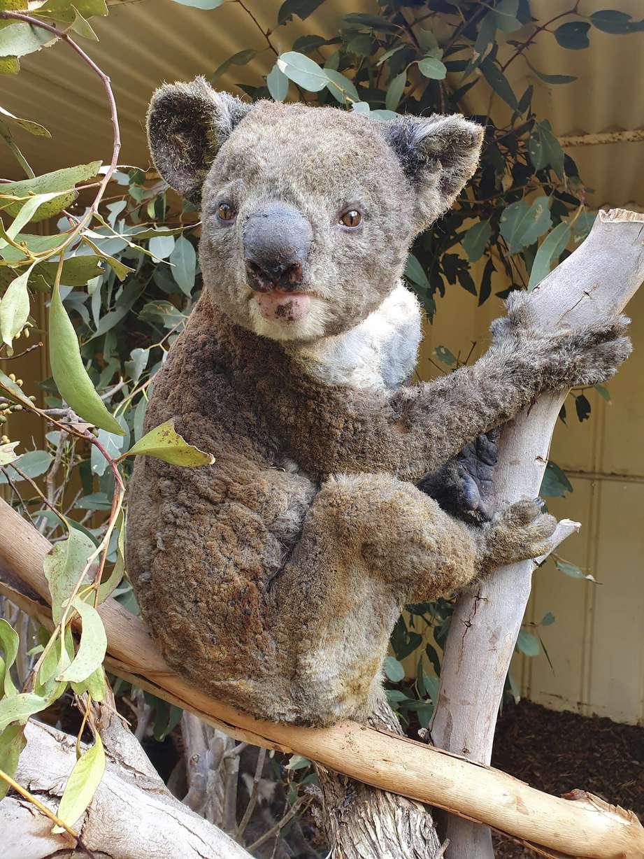 FILE - This early January 2020 photo provided by Dana Mitchell from the Kangaroo Island Wildlife Park shows a rescued koala injured in a bushfire in Kangaroo Island, South Australia. Mathew Crowther, an ecologist at the University of Sydney, says, “Koalas won’t go extinct in the next few years, but if their habitat is destroyed bit by bit, it could eventually be death by a thousand cuts. We have to look at long-term trends _ what will the temperatures and wildfires be like in the future?” (Dana Mitchell/Kangaroo Island Wildlife Park via AP)