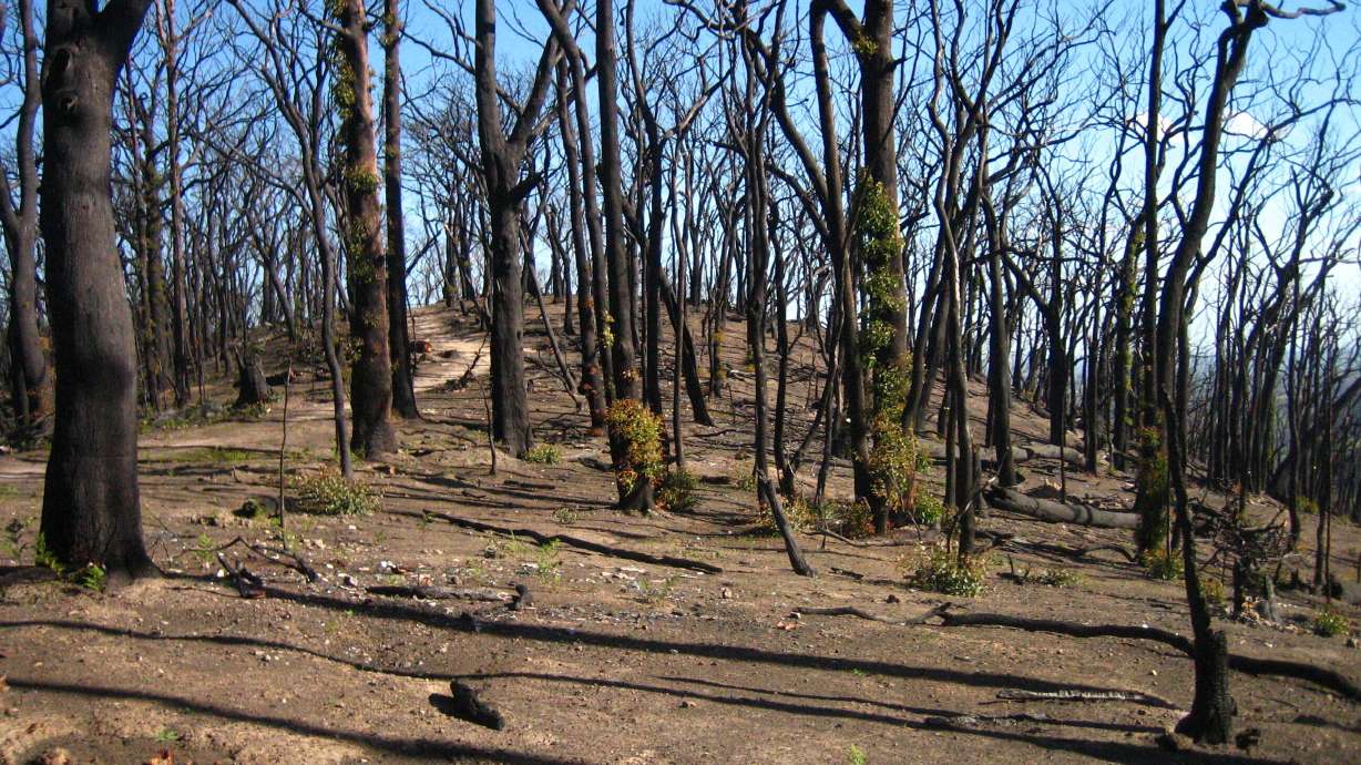 Fires set stage for irreversible forest losses in Australia
