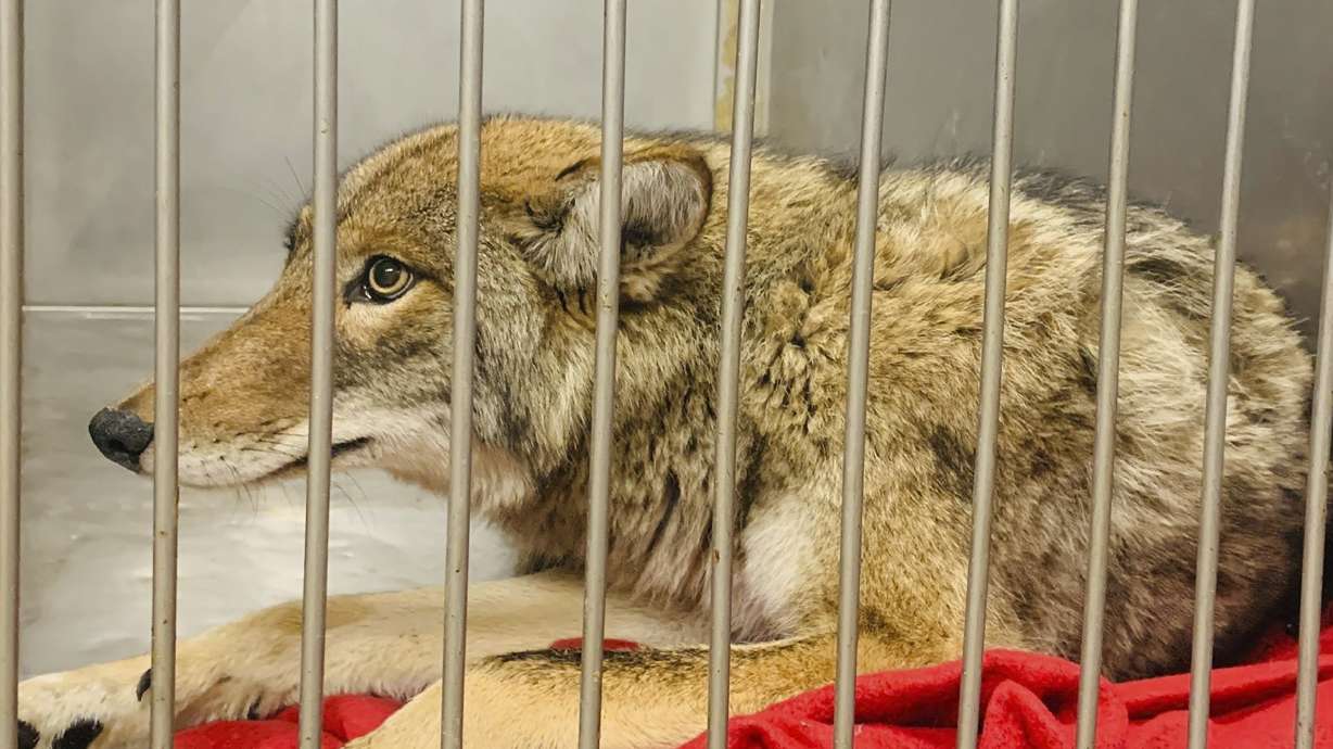 DNA tests confirm coyote captured in Chicago attacked boy