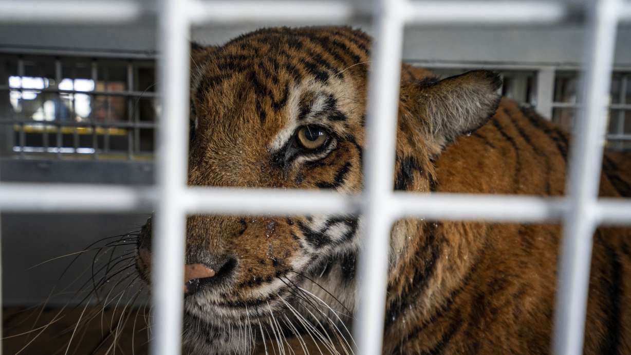 Abused circus animals arrive at South African sanctuary