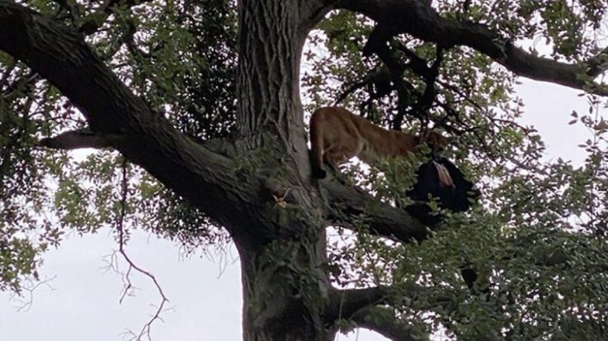 Mountain lion euthanized after attacking 3-year-old boy in a California wilderness park