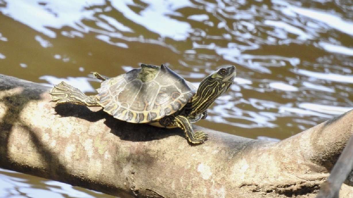 Lawsuit filed to protect turtles in Mississippi, Louisiana