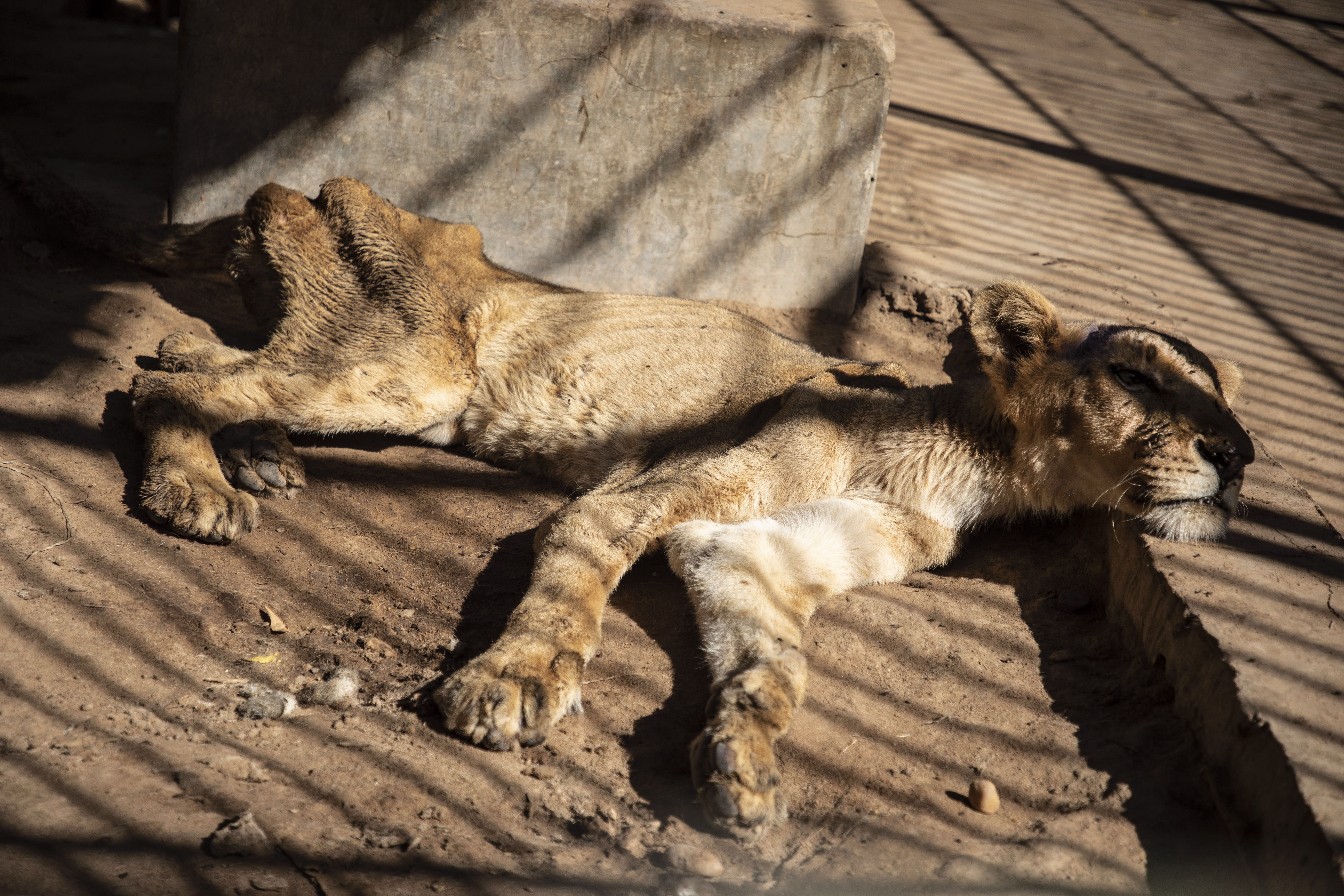 Images of starving lions in Sudan zoo spark global concern