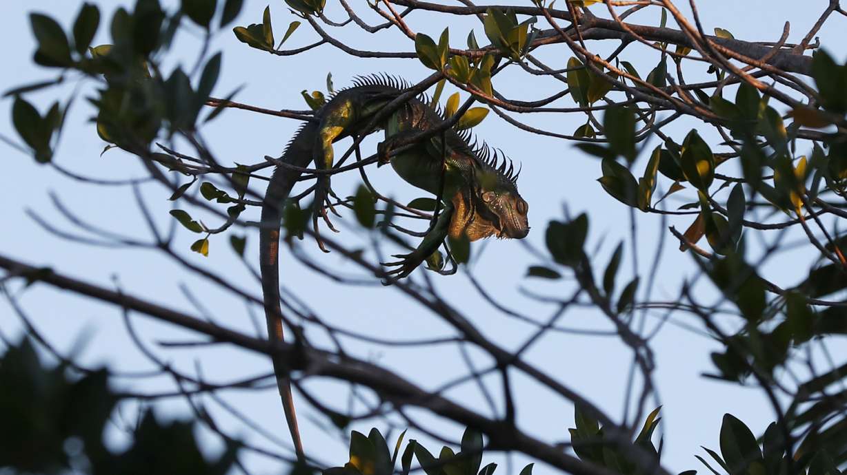 Cold-stunned iguanas falling from Florida trees