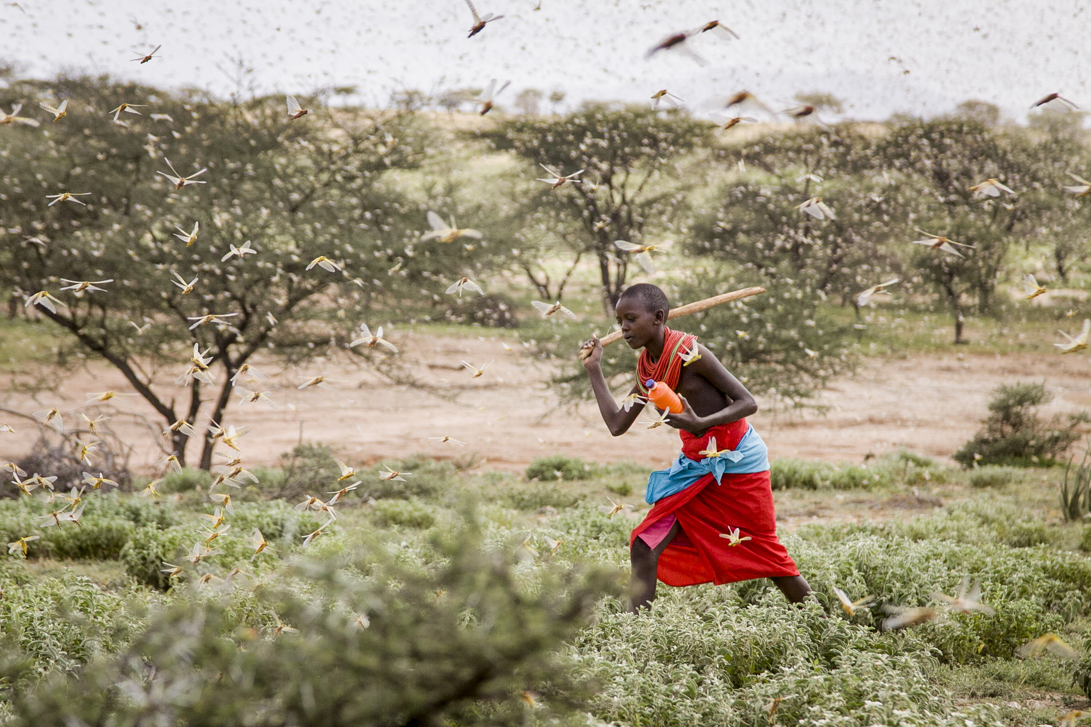 AP Explains: How climate change feeds Africa locust invasion