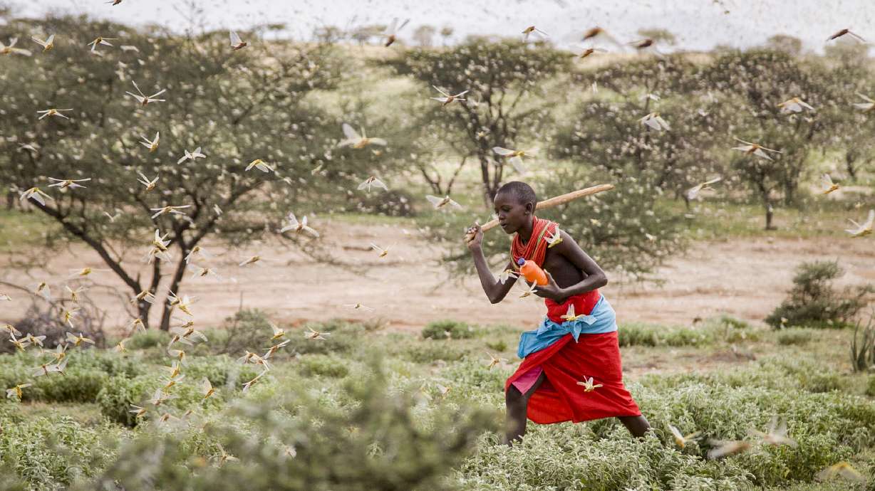 AP Explains: How climate change feeds Africa locust invasion