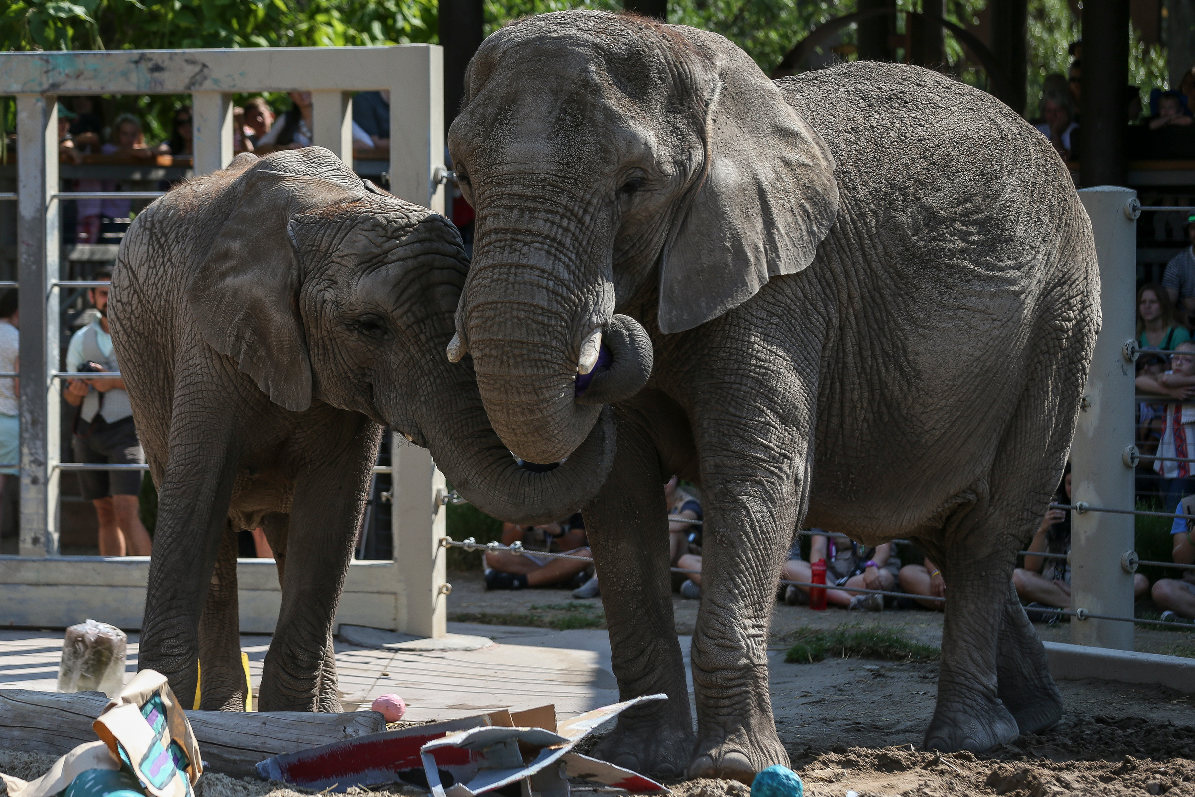'We completely disagree': Hogle Zoo blasts report ranking it among worst zoos for elephants