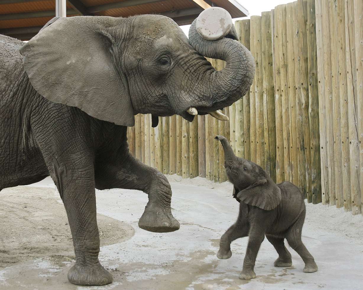 Zuri, a 29-day old elephant, plays with her mother Christie at Hogle Zoo in Salt Lake City, Utah, on Tuesday, Sept. 8, 2009. (Photo: Jeffrey D. Allred, KSL, File)