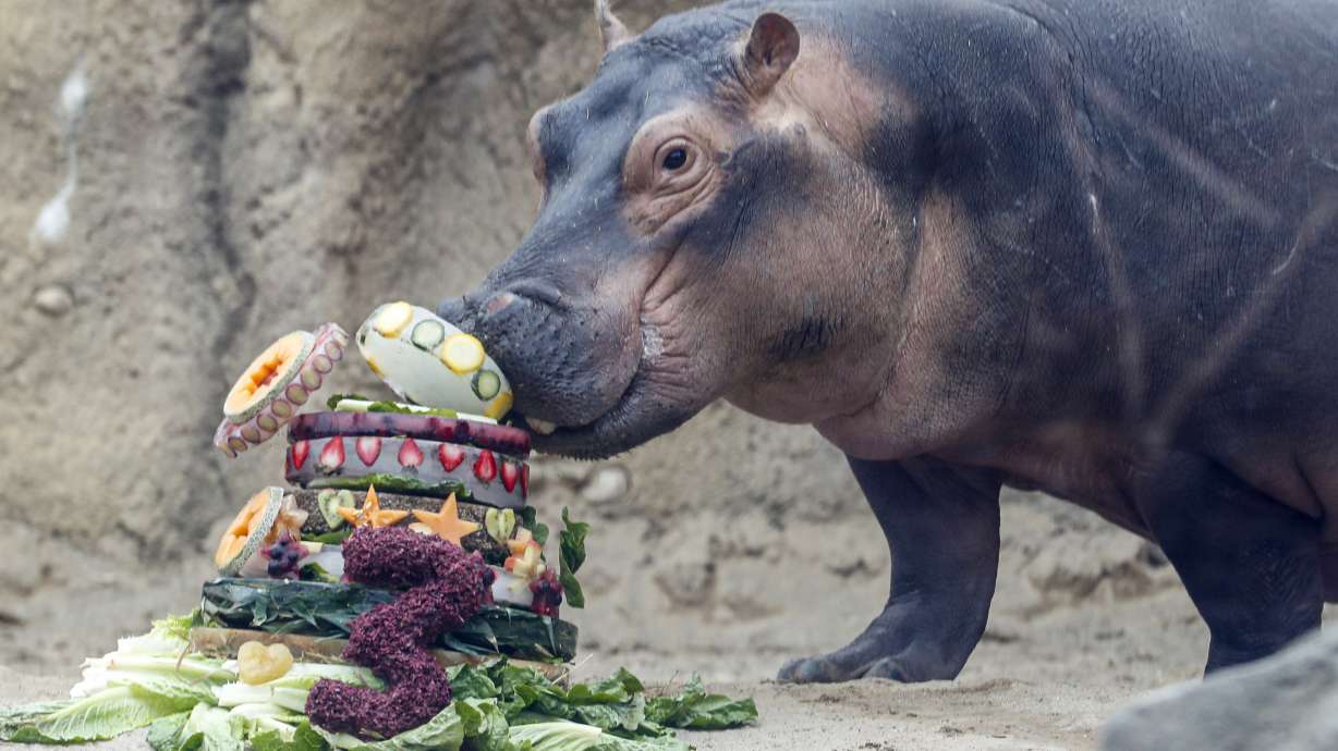 For hippo Fiona's 3rd birthday, zoo seeks aid for Australia