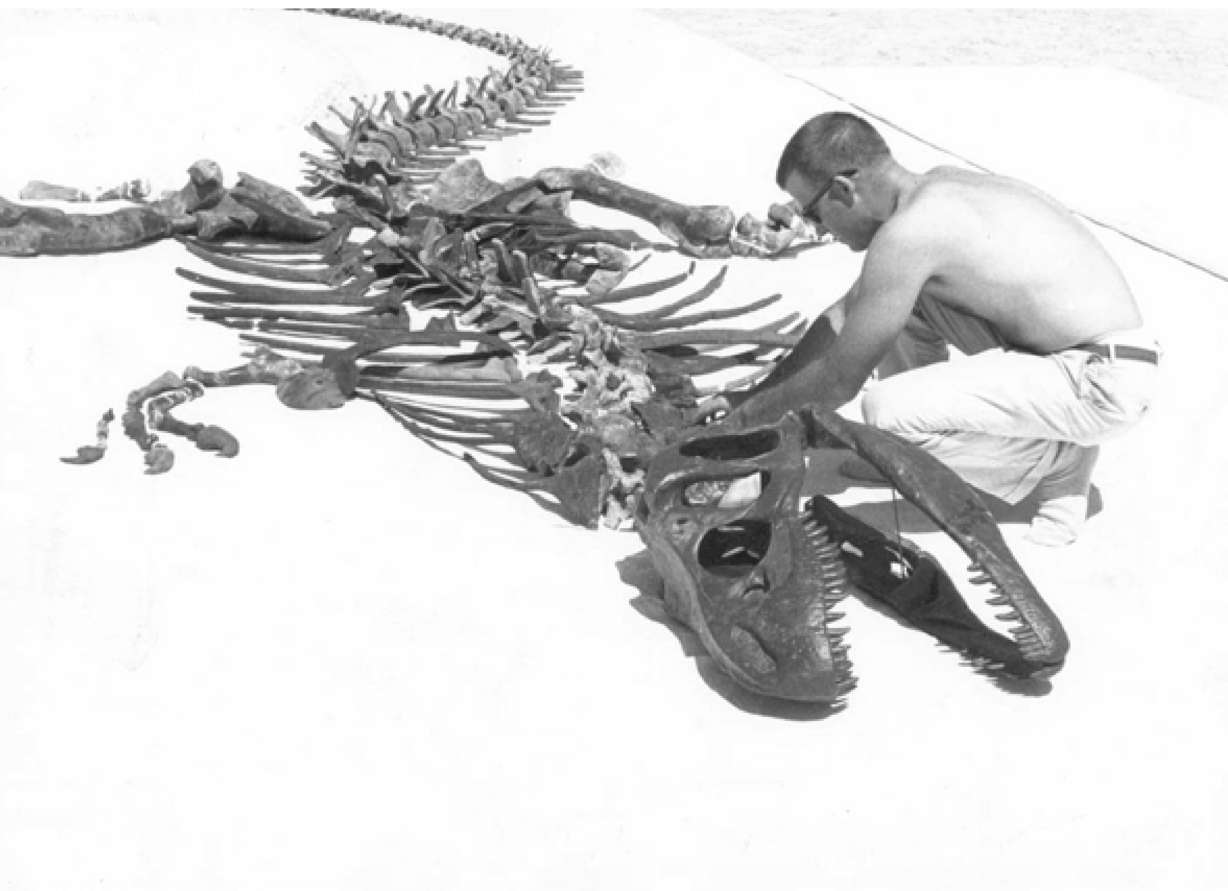 An undated photo of paleontologist James Madsen Jr. as he assembles a composite skeleton of Allosaurus from the Clevland Lloyd Dinosaur Quarry. The Allosaurus jimmadseni was named in honor of Madsen, who died in 2009. (Photo: J. Willard Marriot Library)