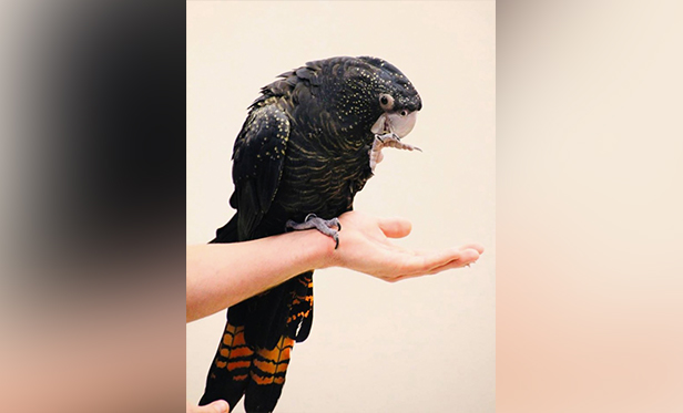 Tracy Aviary finds escaped cockatoo safe