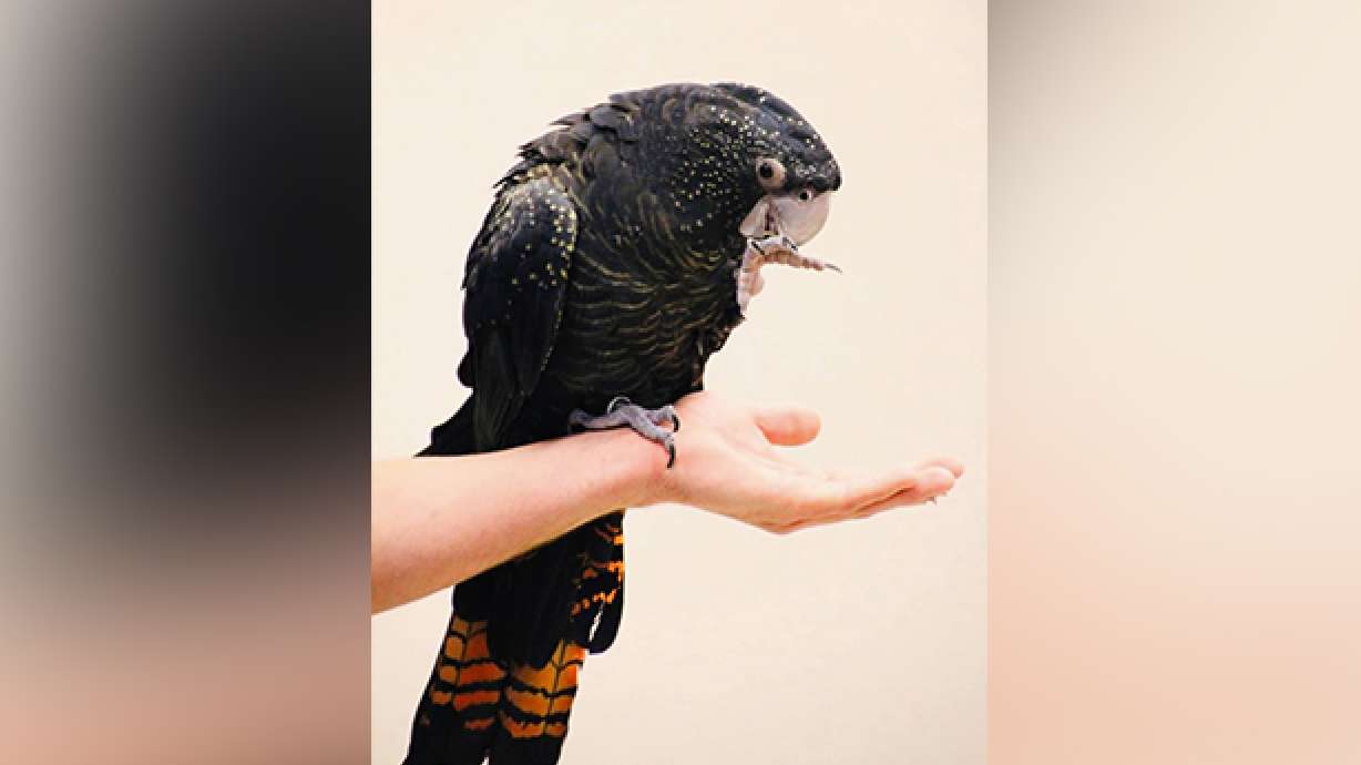 Tracy Aviary finds escaped cockatoo safe
