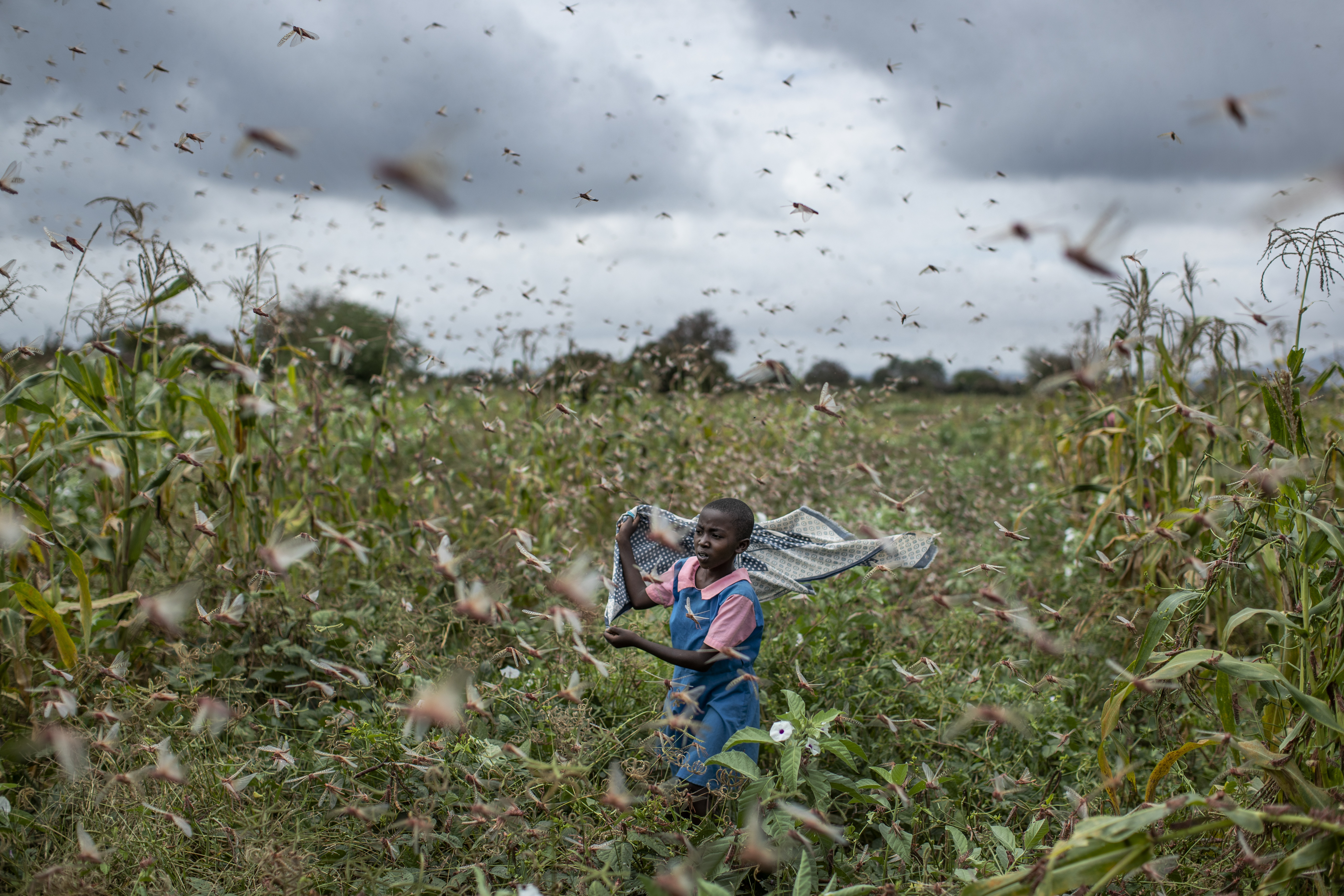 'This is huge': Locust swarms in Africa are worst in decades