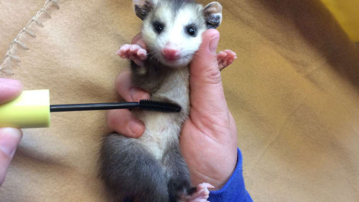 Used mascara wands are helping treat and save wild animals